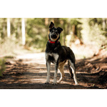 Молодой кобель по кличке Чейз в поисках дома!