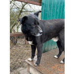 Спокойный пёс Джон со сторожевыми качествами в дар