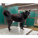 Спокойный пёс Джон со сторожевыми качествами в дар