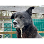 Спокойный пёс Джон со сторожевыми качествами в дар