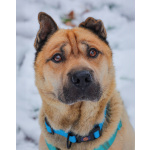 Мини шарпей