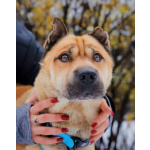 Мини шарпей