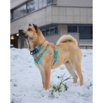 Мини шарпей