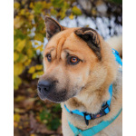 Мини шарпей