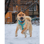 Мини шарпей