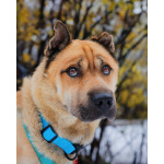 Мини шарпей