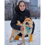 Мини шарпей