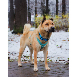 Мини шарпей