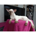 Сиамские Ориентальные высокопородные котята