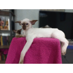 Сиамские Ориентальные высокопородные котята