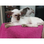 Сиамские Ориентальные высокопородные котята