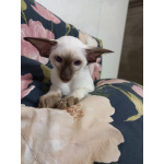 Сиамские Ориентальные высокопородные котята