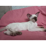 Сиамские Ориентальные высокопородные котята