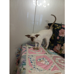 Сиамские Ориентальные высокопородные котята