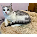 Пушинка – кошка, сотканная из лунного света и серебра.