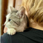 Пушинка – кошка, сотканная из лунного света и серебра.