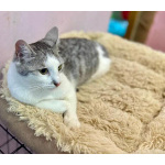 Пушинка – кошка, сотканная из лунного света и серебра.