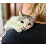 Пушинка – кошка, сотканная из лунного света и серебра.