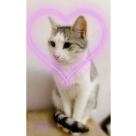 Пушинка – кошка, сотканная из лунного света и серебра.