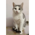 Пушинка – кошка, сотканная из лунного света и серебра.