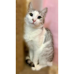 Пушинка – кошка, сотканная из лунного света и серебра.