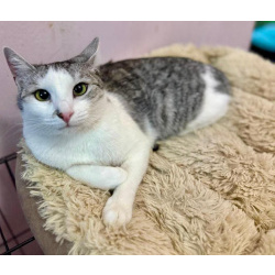 Пушинка – кошка, сотканная из лунного света и серебра.