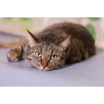 Котик Ирискин с круглым хвостиком в дар