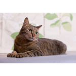 Котик Ирискин с круглым хвостиком в дар