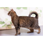 Котик Ирискин с круглым хвостиком в дар