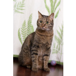 Котик Ирискин с круглым хвостиком в дар