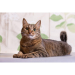 Котик Ирискин с круглым хвостиком в дар