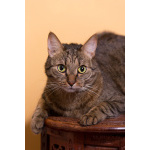 Котик Ирискин с круглым хвостиком в дар