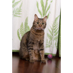 Котик Ирискин с круглым хвостиком в дар