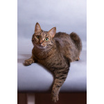 Котик Ирискин с круглым хвостиком в дар