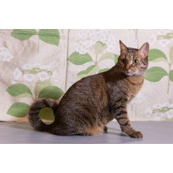 Котик Ирискин с круглым хвостиком в дар