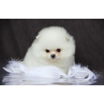 Померанский шпиц девочка белая от испанского кобеля