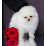 Померанский шпиц девочка белая от испанского кобеля