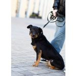 Милая собака небольшого размера