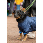 Милая собака небольшого размера