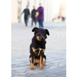 Милая собака небольшого размера