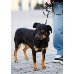 Милая собака небольшого размера