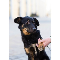 Милая собака небольшого размера