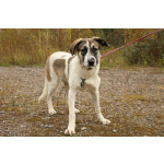 Белая леди - нежная, добрая собака-подросток