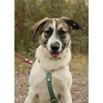 Белая леди - нежная, добрая собака-подросток