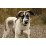 Белая леди - нежная, добрая собака-подросток