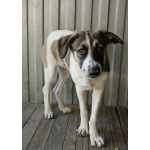 Белая леди - нежная, добрая собака-подросток