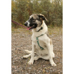 Белая леди - нежная, добрая собака-подросток