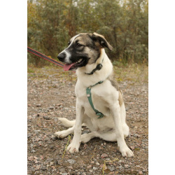 Белая леди - нежная, добрая собака-подросток