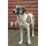 Белая леди - нежная, добрая собака-подросток