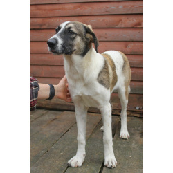 Белая леди - нежная, добрая собака-подросток